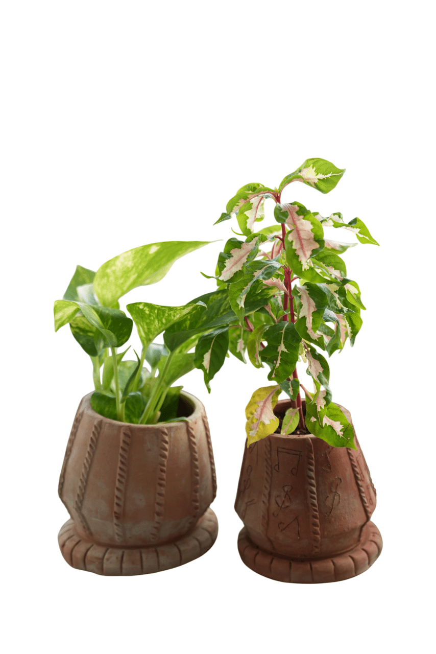 Tabla Taal Earthen Planter – Pots & Planters on Brown Living™. SKU: A0_plt_0025. Img 5.