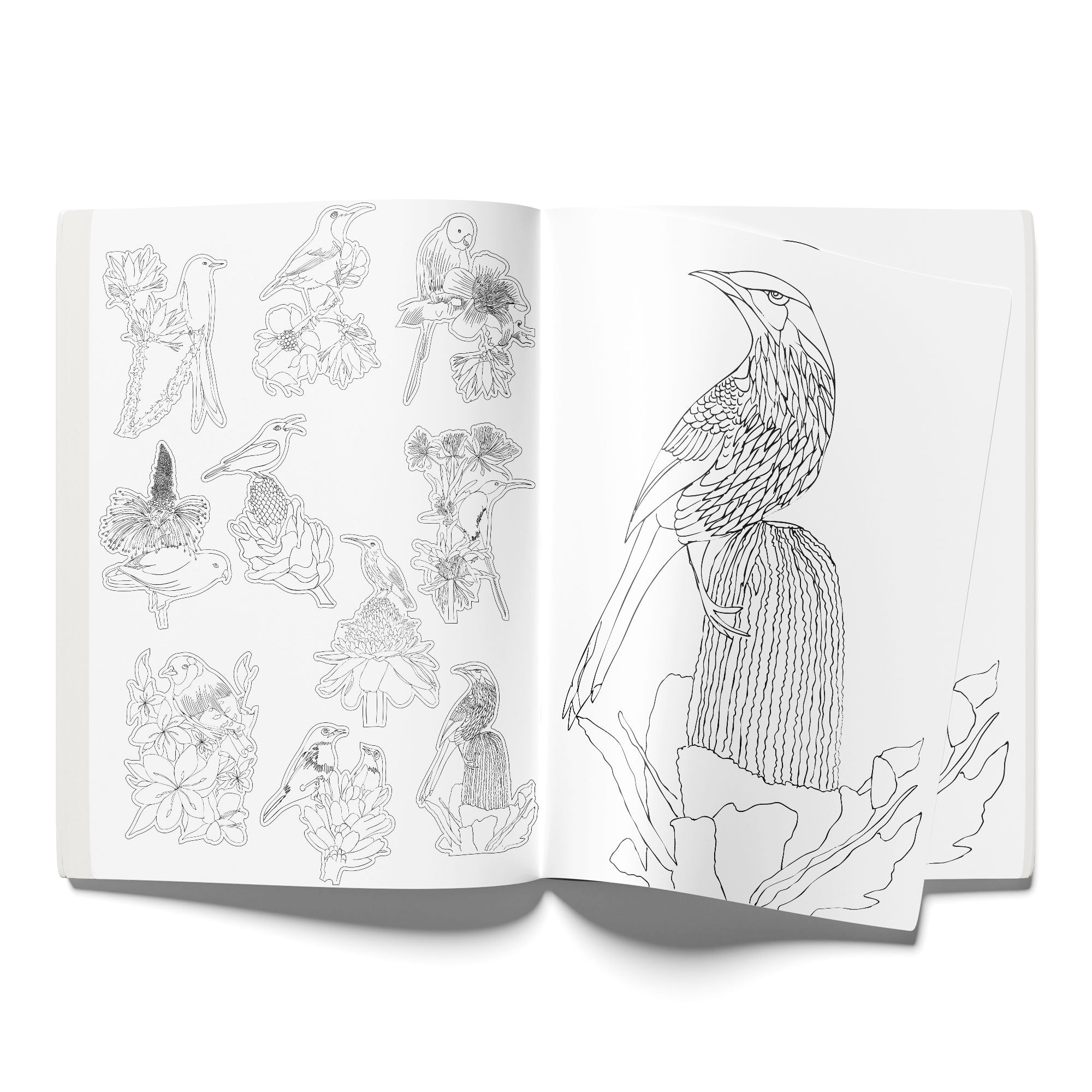 Tweets and Blooms Colouring Book | Tear - Out Sheets & Stickers – Notebooks & Notepads on Brown Living™. SKU: 05-BK05-Colour. Img 2.