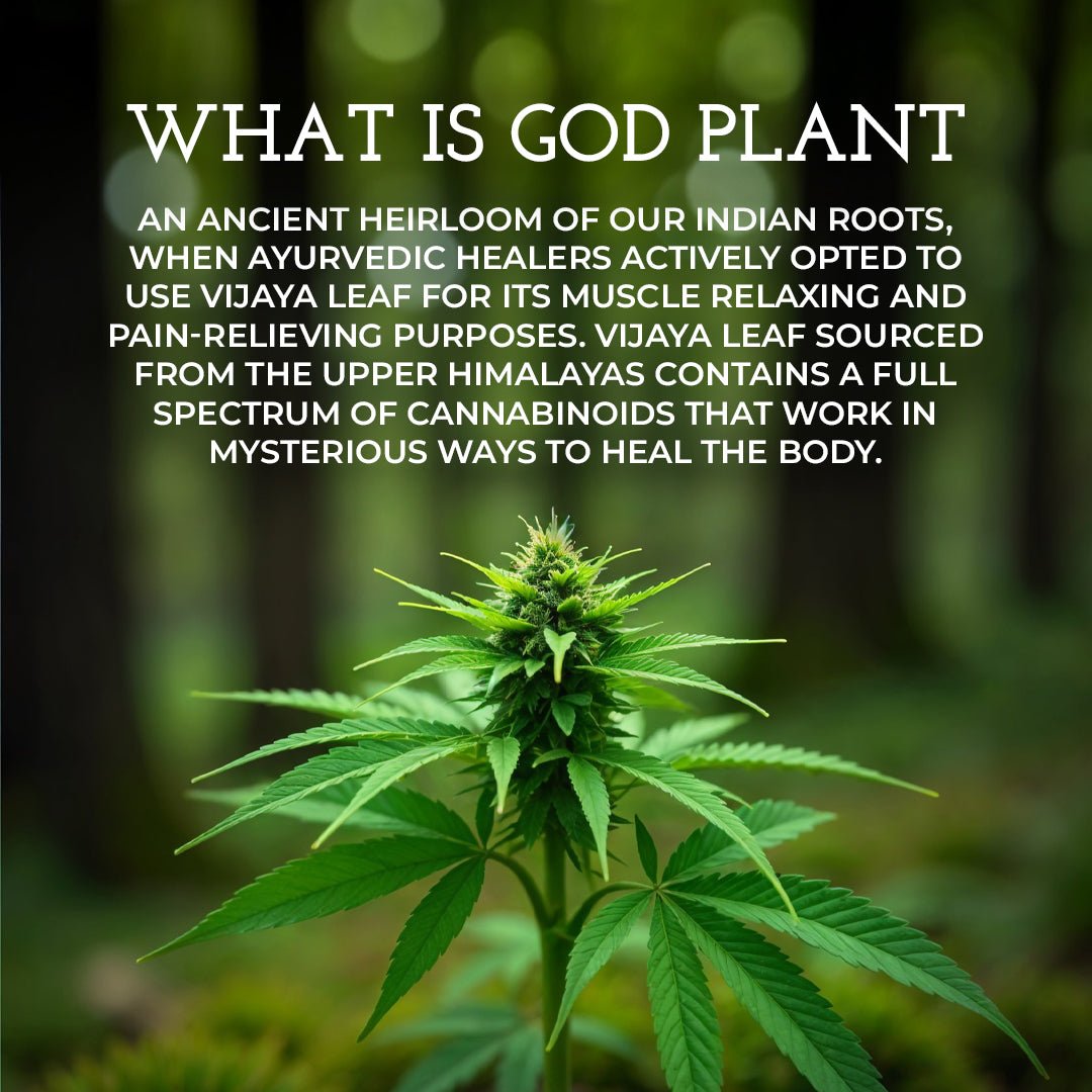 Vijaya Leaf Pain Relief Oil | Ayurvedic Herbal Oil for Joint & Muscle – Body Oil on Brown Living™. SKU: VLHOPO100L. Img 3.