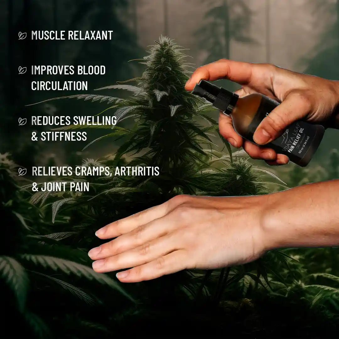 Vijaya Leaf Pain Relief Oil | Ayurvedic Herbal Oil for Joint & Muscle – Body Oil on Brown Living™. SKU: VLHOPO100L. Img 2.