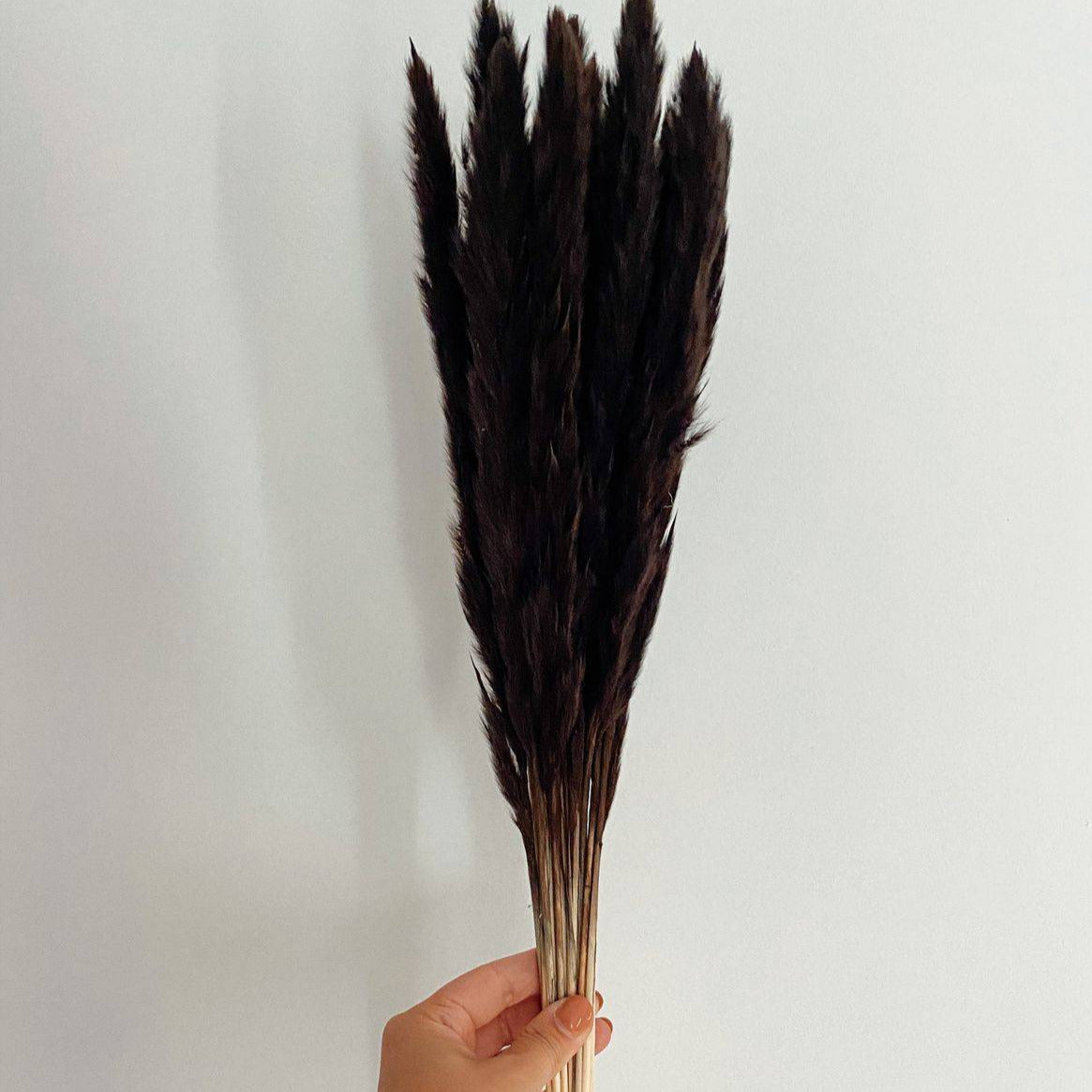 Mini Black Pampas- Set of 10 Sticks