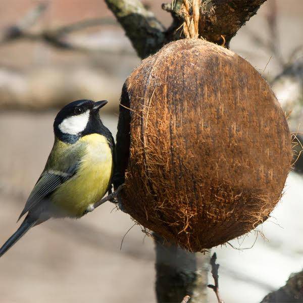Bird Feeder | Coconut Shell Bird House with Hanging Rope – Bird Feeder on Brown Living™. SKU: TBB - 26. Img 2.
