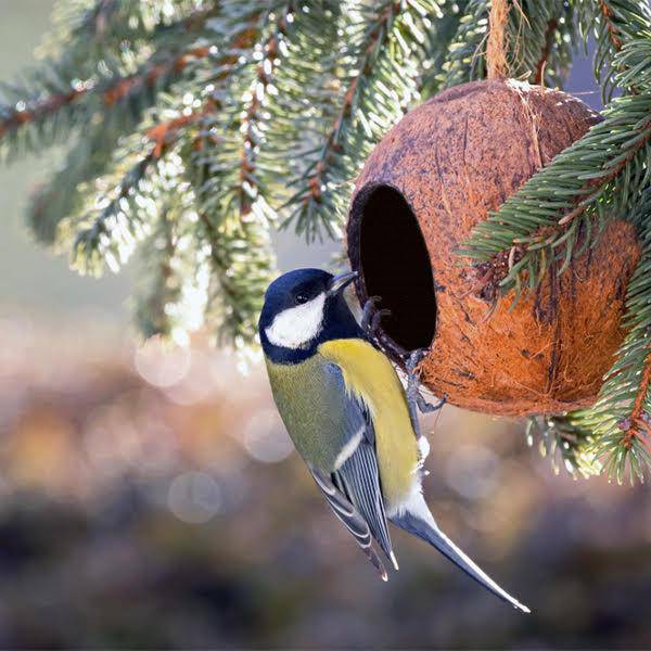 Bird Feeder | Coconut Shell Bird House with Hanging Rope – Bird Feeder on Brown Living™. SKU: TBB - 26. Img 1.