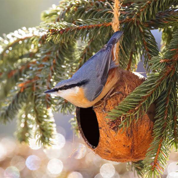 Bird Feeder | Coconut Shell Bird House with Hanging Rope – Bird Feeder on Brown Living™. SKU: TBB - 26. Img 3.