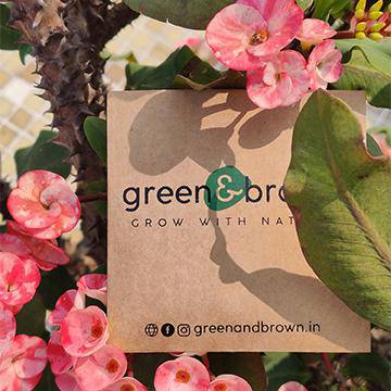 DIY Microgreens Seeds Kit – Seeds on Brown Living™. SKU: 167 - 05544 - GNB001. Img 3.