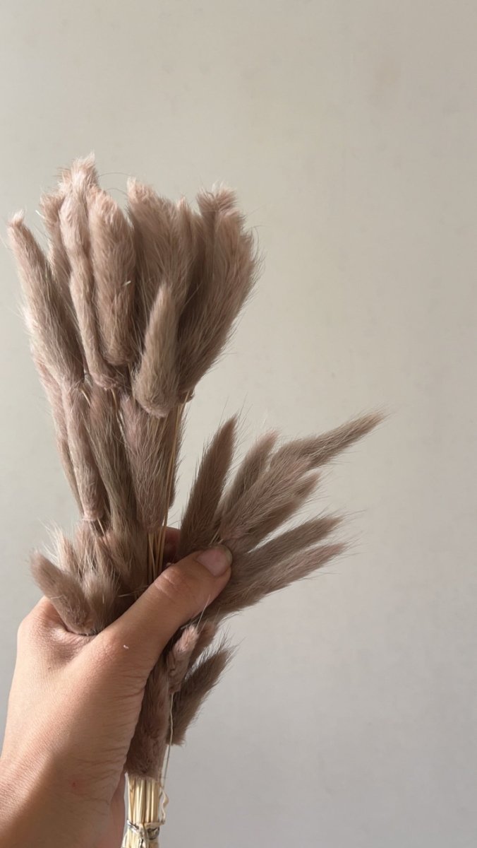 Dried Bunny Tails - Brown – Decor & Artefacts on Brown Living™. SKU: 141. Img 6.