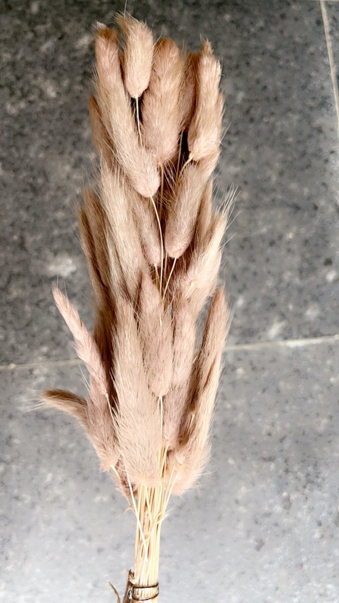 Dried Bunny Tails - Brown – Decor & Artefacts on Brown Living™. SKU: 141. Img 3.
