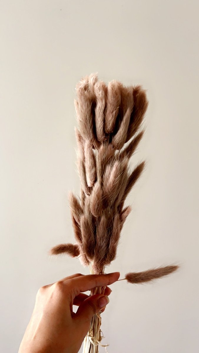Dried Bunny Tails - Brown – Decor & Artefacts on Brown Living™. SKU: 141. Img 4.