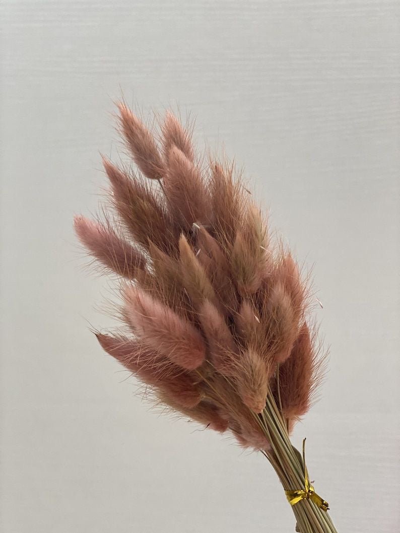Dried Bunny Tails - Brown – Decor & Artefacts on Brown Living™. SKU: 141. Img 1.
