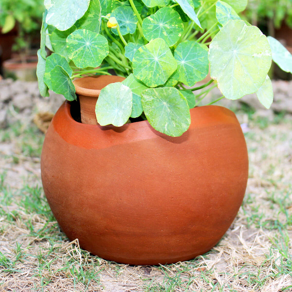 GLO (XL)Terracotta Planter with Deep Root Watering System - Set of 2 – Pots & Planters on Brown Living™. SKU: PLT - GLO/DR/XL2. Img 3.