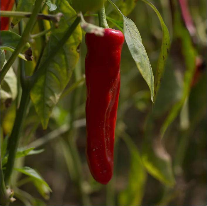 Single Origin Kashmiri Chilli Powder ( Pack of 2) – Seasonings & Spices by Be Unfiltered available on Brown Living™. . SKU: 292 - 15856 - SKUBUKC02. Img 4.