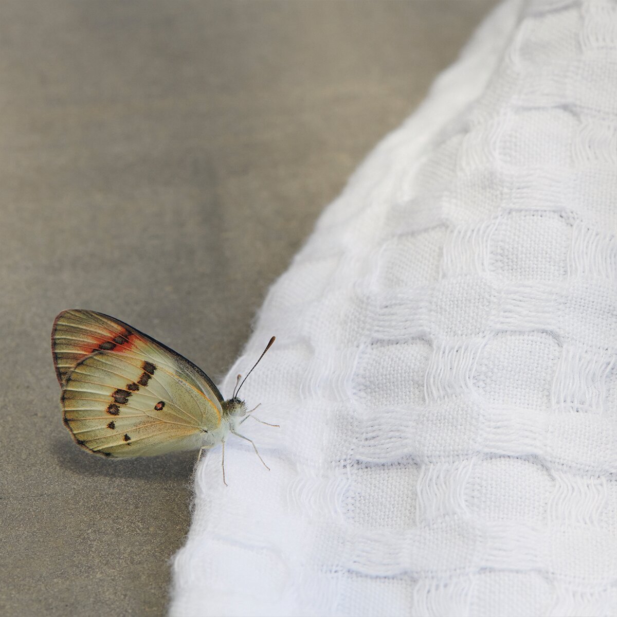 White Textured Waffle Hand Towel | Verified Sustainable by Brown Living™