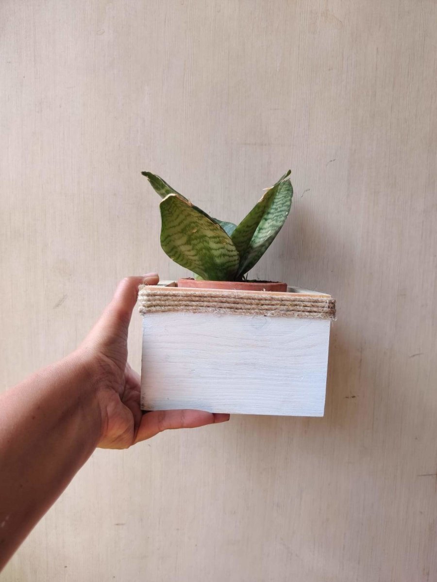 Wooden Square Planter - Pine Wood | Verified Sustainable by Brown Living™
