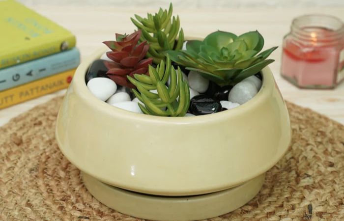 5 Indoor Plants to Enhance Your House Décor - Brown Living™
