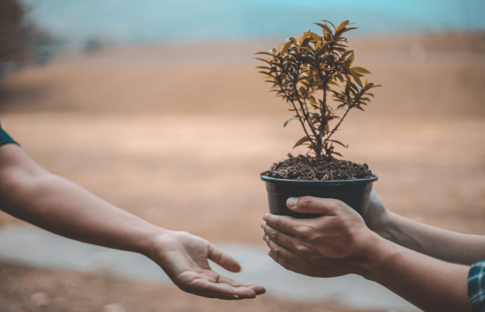 A Gift That Keeps Growing: Why Trees Make the Best Thanksgiving Presen ...