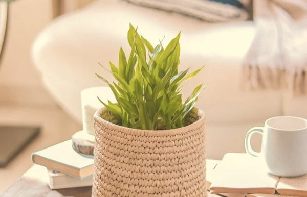 Eco-Friendly Planters That Combine Style and Sustainability - Brown Living™