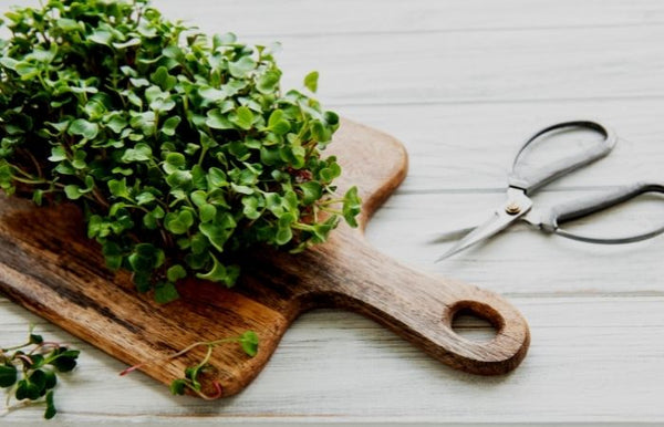 Got five minutes? You Got Time to Grow Microgreens! - Brown Living™