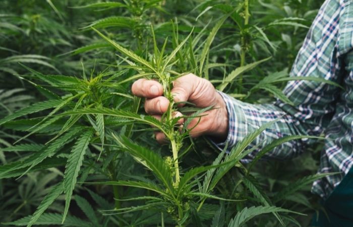 Hemp: Plant of the Past for a Sustainable Future | Brown Living™