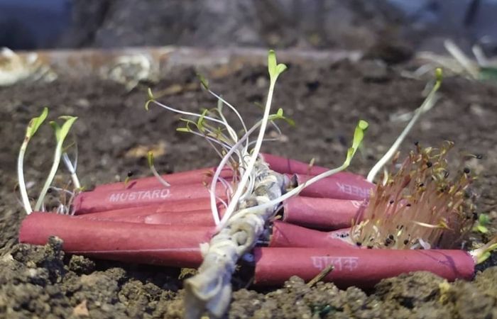 Why Choose Plantable Seed Crackers for a Green Diwali - Brown Living™