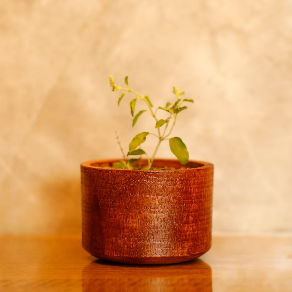 Akkad - Bakkad Premium Rakhi Box | Set of 2 Plantable Rakhi & Planting Material – Rakhi by Scrapshala available on Brown Living™. . SKU: SSR014. Img 2.