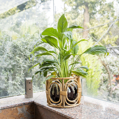 Classic Rattan Planter Pot – Handmade & Decorative – Pots & Planters on Brown Living™. SKU: SYMPP003. Img 1.