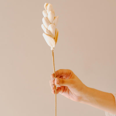 Akondo Decorative Stick - Natural Elegance