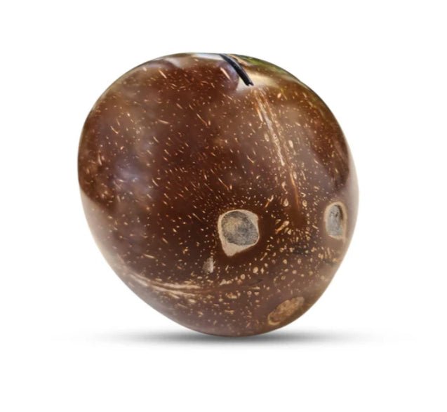 Coconut Shell Kudukka or Piggy Bank (Openable at the Bottom) | Verified Sustainable by Brown Living™