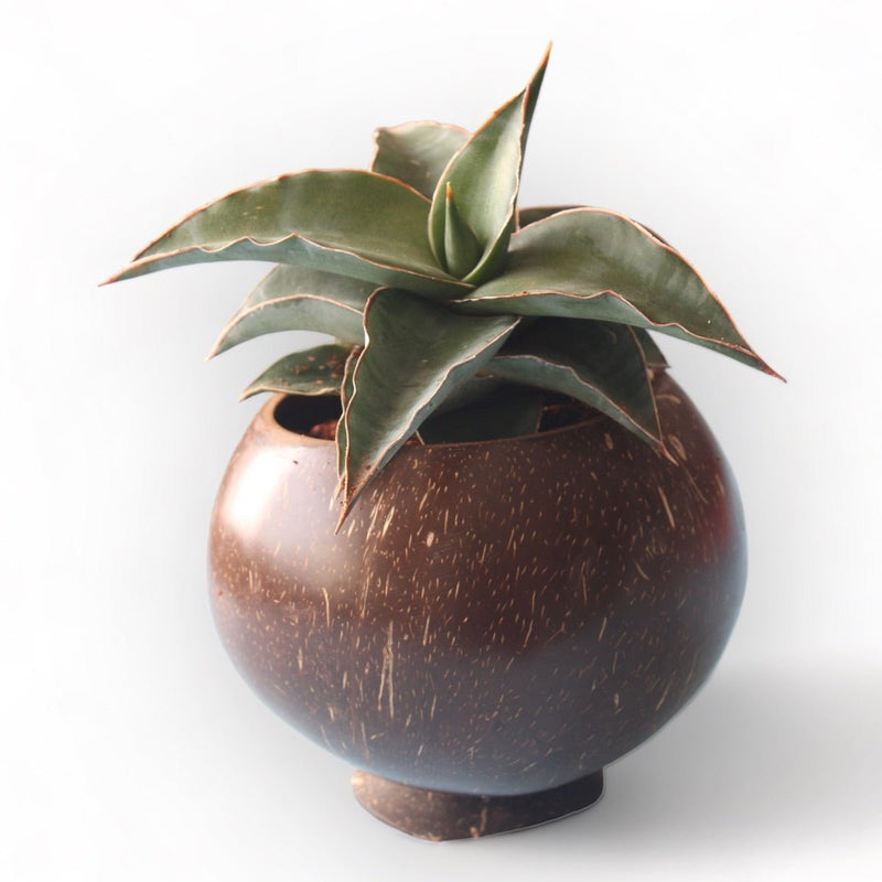 Coconut Shell Planting Pot With Base (Set of 2) | Verified Sustainable by Brown Living™