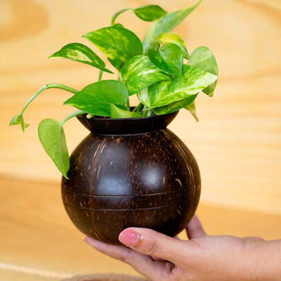 Coconut Shell Pot Shaped Planter Pots | For Small Plants (Set of 1) – Pots & Planters on Brown Living™. SKU: THENGA27. Img 5.