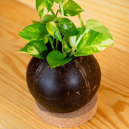 Coconut Shell Pot Shaped Planter Pots | For Small Plants (Set of 1) – Pots & Planters on Brown Living™. SKU: THENGA27. Img 6.