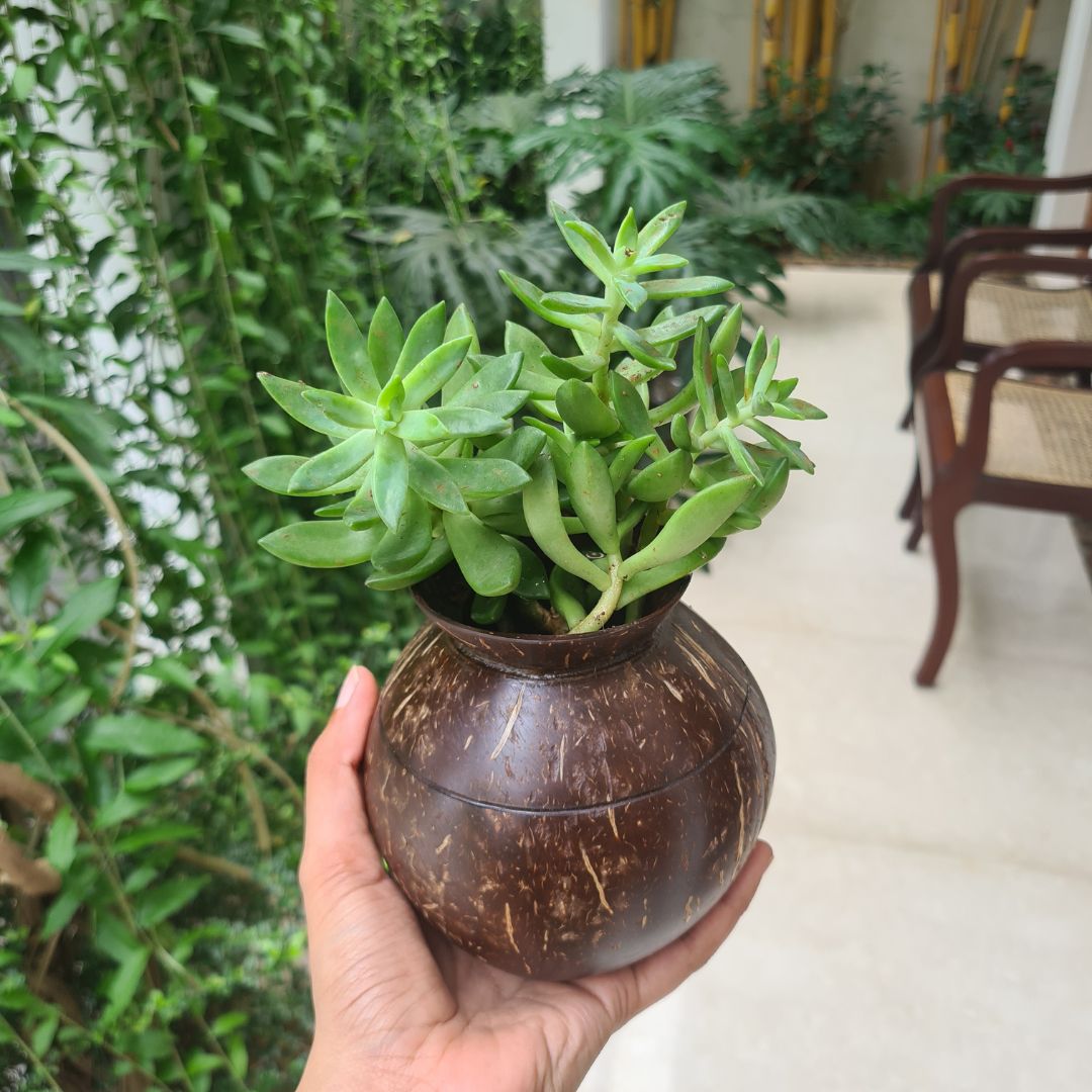 Coconut Shell Pot Shaped Planter Pots | Ideal for Small Plants (Set of 1) | Verified Sustainable by Brown Living™