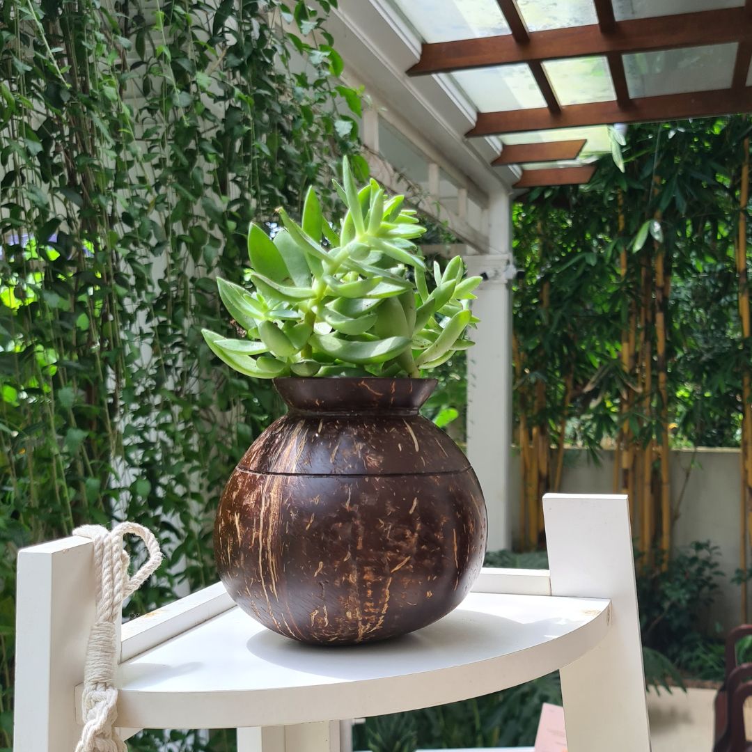 Coconut Shell Pot Shaped Planter Pots | Ideal for Small Plants (Set of 1) | Verified Sustainable by Brown Living™