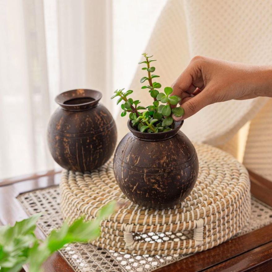 Coconut Shell Pot Shaped Planter Pots | Ideal for Small Plants (Set of 1) | Verified Sustainable by Brown Living™