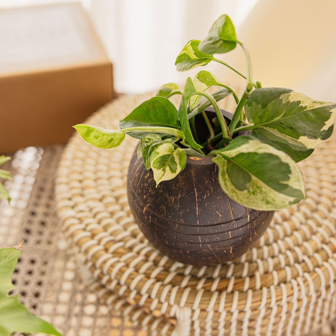 Coconut Shell Three line Planter Pots | Ideal for Small Plants (Set of 1) | Verified Sustainable by Brown Living™