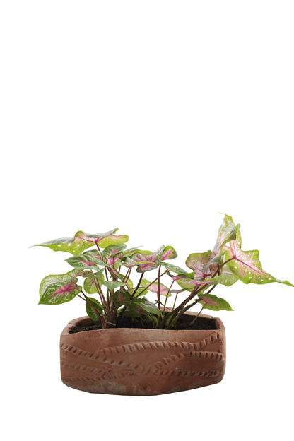 Dholak Beat Earthen Planter – Pots & Planters on Brown Living™. SKU: A0_plt_0047. Img 6.