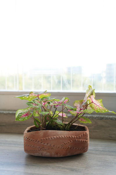 Dholak Beat Earthen Planter – Pots & Planters on Brown Living™. SKU: A0_plt_0047. Img 5.