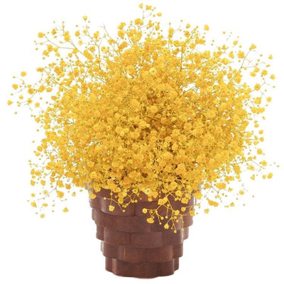 Dried Baby Breaths - Yellow – Decor & Artefacts on Brown Living™. SKU: 308. Img 1.