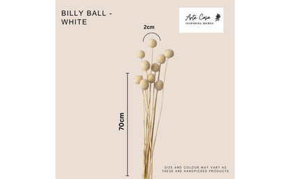 Dried Billy Balls - White | Verified Sustainable by Brown Living™