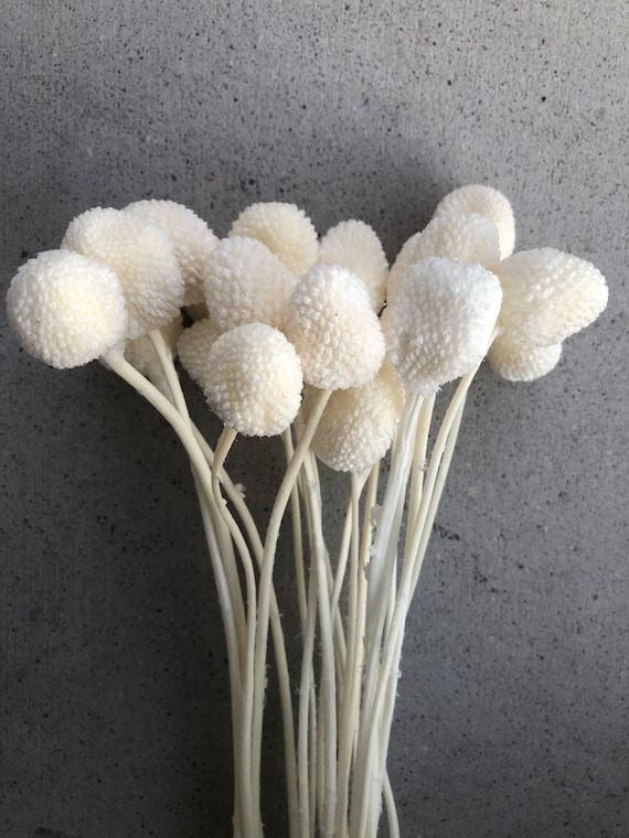Dried Billy Balls-White | Verified Sustainable Decor & Artefacts on Brown Living™