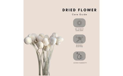 Dried Billy Balls - White | Verified Sustainable by Brown Living™