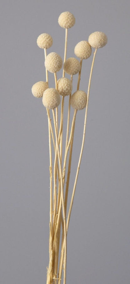 Dried Billy Balls - White | Verified Sustainable by Brown Living™