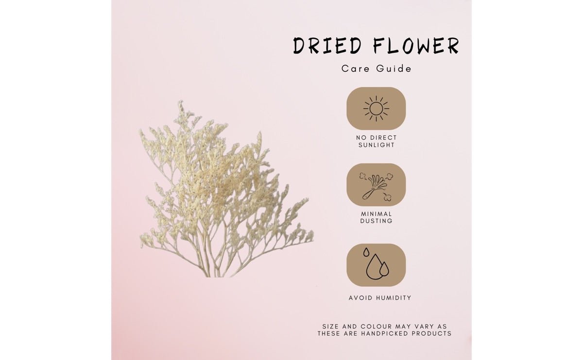 Dried Limonium White | Verified Sustainable by Brown Living™