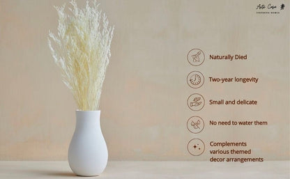 Dried Limonium White | Verified Sustainable by Brown Living™