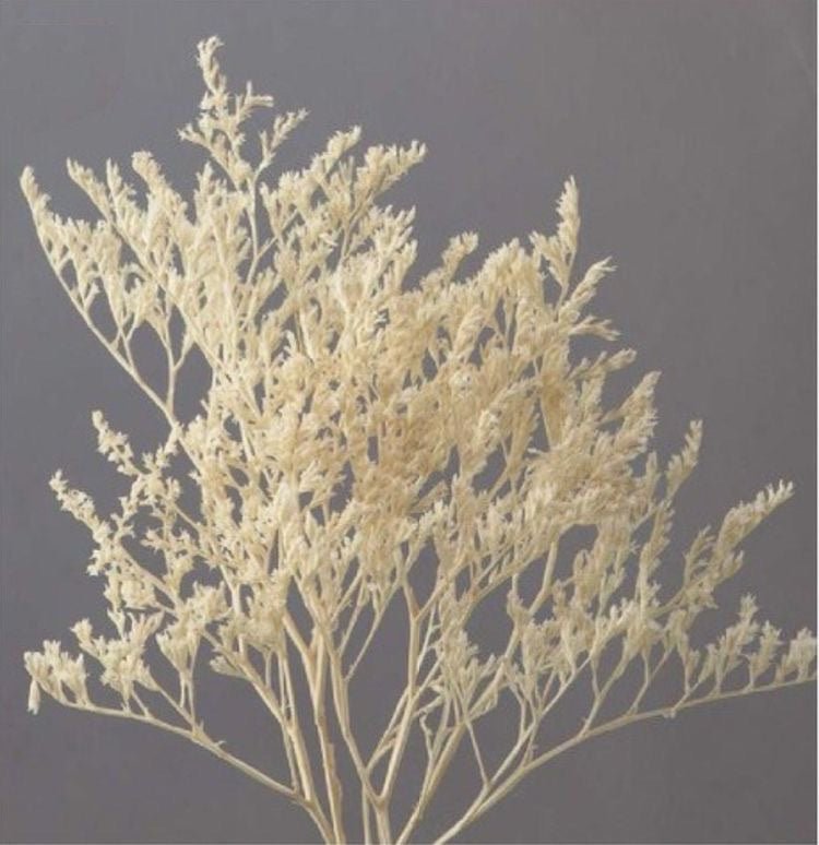 Dried Limonium White | Verified Sustainable by Brown Living™