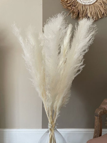 Dried Pampas XL - White | Verified Sustainable by Brown Living™