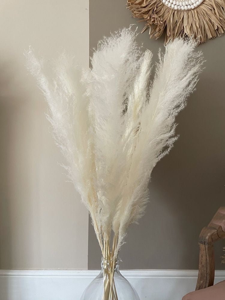 Dried Pampas XL-White | Verified Sustainable Decor & Artefacts on Brown Living™