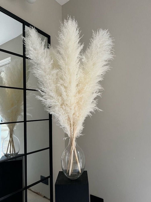 Dried Pampas XL-White | Verified Sustainable Decor & Artefacts on Brown Living™