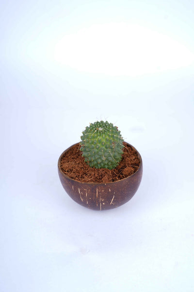 Eco - Friendly Desk Plant Setup | Coconut Shell Planter – Indoor Plants on Brown Living™. SKU: KOTT023. Img 3.
