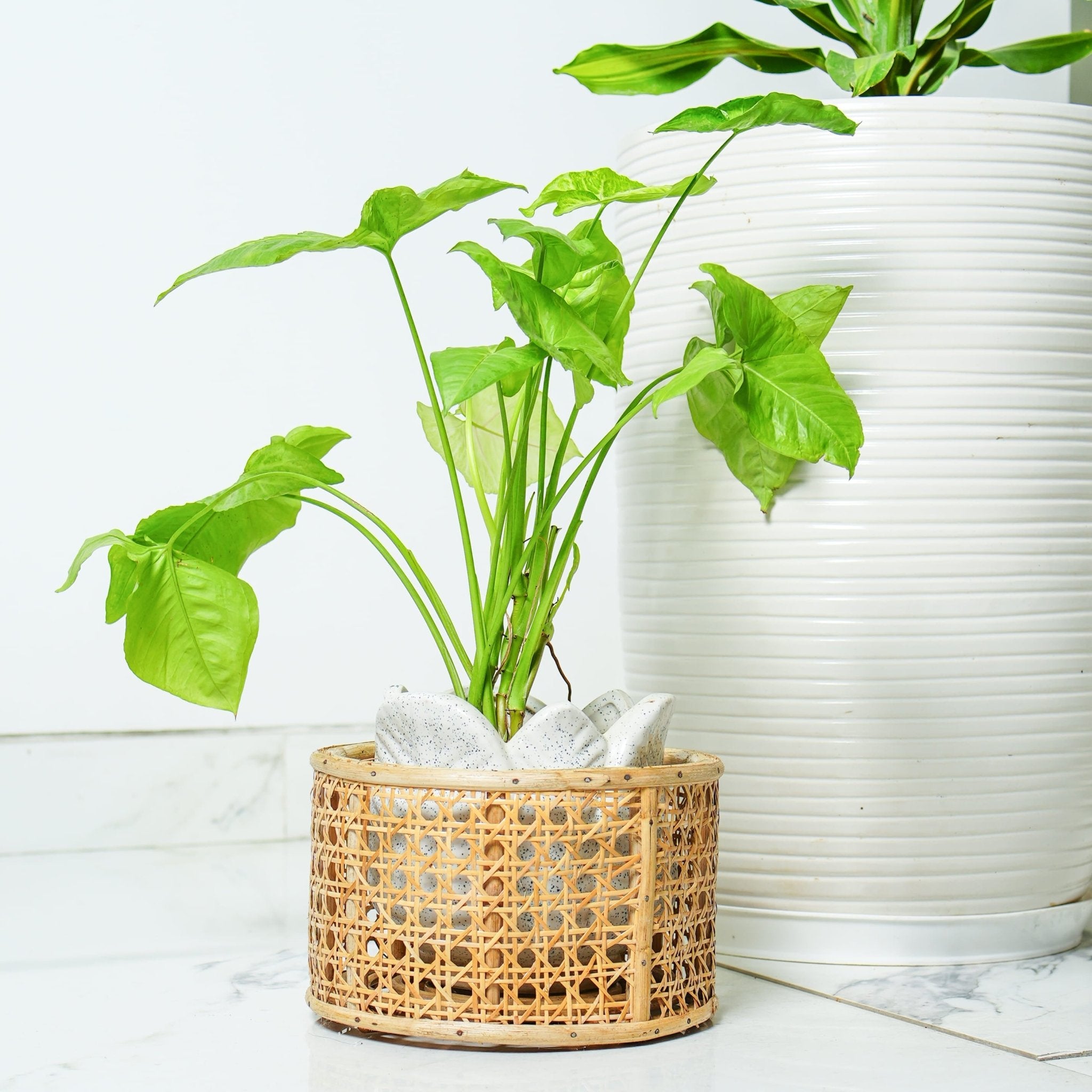 Eco - Friendly Jaal Planter for Indoor Plants – Pots & Planters by AJAARA available on Brown Living™. . SKU: SYMPP002. Img 1.