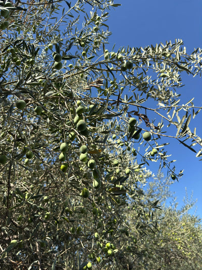 Extra Virgin Olive Oil – Cold Pressed, 100% Natural & Healthy Cooking – Cooking Oils on Brown Living™. SKU: JSEVOO. Img 4.